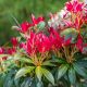 Pieris Forest Flame-Pieris Forest Flame in 9 cm Pot