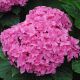 Hydrangea macrophylla Perfection-Hydrangea in 12 cm Pot