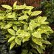 Aucuba Japonica Crotonifolia - Spotted Laurel - Plant in 9cm Pot