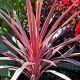 3X Cordyline x banksii Paso Doble - New Introduction - 3X Plants in 2 L Pot