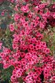 Leptospermum scoparium Crimson Glory - Manuka - Plant in 9cm Pot
