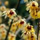 Chimonanthus praecox - Winter Sweet - Plant in 9 cm Pot