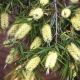 Callistemon sieberi Widdicombe Gem - Bottle Brush - Plant in 3 L Pot