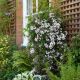 Jasminum polyanthum Starry Night - Chinese Jasmine - Plant in 2 L Pot