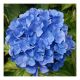 Hydrangea macrophylla Renate Steiniger - Hydrangea, Plant in 3 L Pot