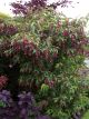 Leycesteria Formosa Purple Rain - Himalayan Honeysuckle - Plant in 5 L Pot
