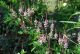 Indigofera amblyantha - Pink Indigo, Plant in 12cm Pot