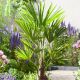 Trachycarpus fortunei - Chusan Palm - Plant in 9 cm Pot.