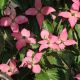 Cornus kousa Beni-Fuji-Chinese Dogwood in 1.3 L Pot