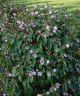 Magnolia Fairy Blush - Evergreen Magnolia - Plant in 3 L Pot