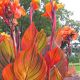 Canna Tropicanna - Canna Lily - Plant in 5 L Pot