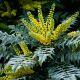 Mahonia x Media Charity - Oregon Grape - Plant in 2 L Pot..