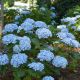 Hydrangea macrophylla Mini Penny-Hydrangea in 12 cm Pot