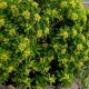 Daphne gemmata Royal Crown- in 9 cm Pot