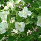 Cornus Florida Pluribracteata-American Dogwood Grafted in 1.3L Pot