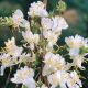 Lonicera x purp. Winter Beauty - Winter Flwr Honeysuckle - Plant in 10.5 cm Pot