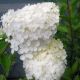 Hydrangea paniculata Polar Bear-Hydrangea in 9 cm Pot