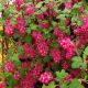 Ribes sanguineum King Edward Vii - Flowering Currant, Plant in 3 L Pot