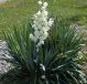 Yucca filamentosa - Adam's Needle - Plant in 9 cm Pot