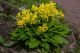 Hortus Planta - Primula veris - Cowslip - 3 Plants in 10.5 cm Pot
