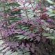 Osmunda regalis Purpurascens - Purple Royal Fern - Plant in 9 cm Pot