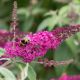 Buddleja davidii Miss Ruby-Butterfly Bush in 9 cm Pot