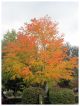 Cercidiphyllum japonicum - Katsura Tree - Plant in 2 L Pot