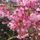 Prunus x incam Okame - Taiwan Cherry - Plant in 10.5 cm Pot