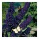 Buddleja davidii Black Knight -Butterfly Bush in 2 L Pot