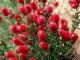 Callistemon Masotti Mini Red - Bottlebrush - Plant in 2 L Pot