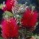 Callistemon citrinus Splendens - Crimson Bottlebrush - Plant in 5 L Pot