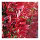 Photinia x fraseri Little Red Robin-Photinia in 9 cm Pot