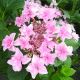 Hydrangea macrophylla Doppio Rosa - Plant in a 12 cm Pot