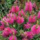 Callistemon viminalis Hot Pink - Bottlebrush - Plant in 2 L Pot
