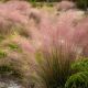 3X Muhlenbergia capillaris - Pink Hair Grass - 3 Plants in 12cm Pot
