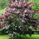 Cercis canadensis Forest Pansy - Eastern Red Bud - Grafted, in 9 cm Pot