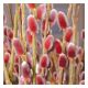 Salix gracilistyla Mount ASO - Japanese Pink Pussy Willow - Plant in 5 L Pot