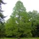 5 x Metasequoia glyptostroboides - Dawn Redwood - 5 Plants in 9 cm Pot