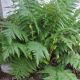 Woodwardia fimbriata - Giant Chain Fern - Plant in 9 cm Pot