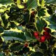 Ilex aquifolium Madame Briot - Variegated Holly Plant in 9cm Pot