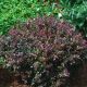 Berberis thunbergii Atropurpurea Nana - Plant in 9cm Pot