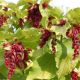 Leycesteria Formosa Golden Lanterns - Himalayan Honeysuckle, Plant in 10.5 cm Pot