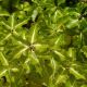 Pittosporum tenuifolium Abbotsbury Gold - Pittosporum - Plant in 2 L Pot