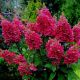 Hydrangea Paniculata Wim's Red-Hydrangea in 9 cm Pot