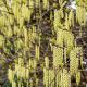 Stachyurus praecox -Early Stachyrus - Plant in 12 cm Pot