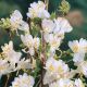 Lonicera fragrantissima - Winter Flwr Honeysuckle - Plant in 9 cm Pot
