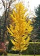 Ginkgo biloba Princeton Sentry - Maidenhair Tree Grafted, Plant in 1L Pot
