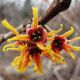 Hamamelis x Intermedia Jelena