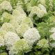 Hydrangea paniculata Limelight-Hydrangea in 2 L Pot