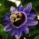 Passiflora Purple Haze - Passion Flower - Plant in 9cm Pot on a Cane
